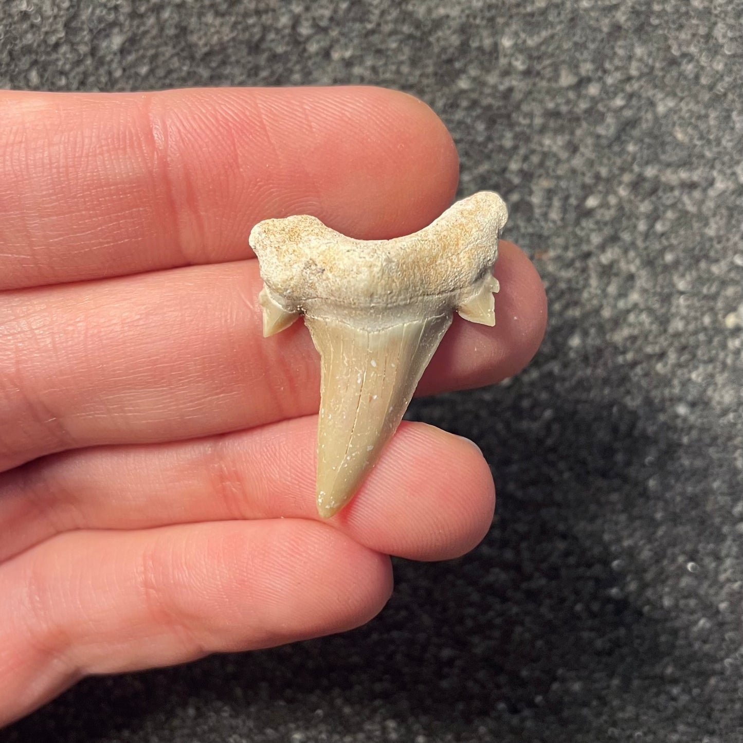 F2217 | Squalo | Otodus obliquus