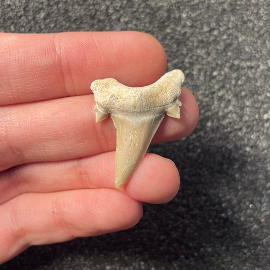 F2217 | Squalo | Otodus obliquus