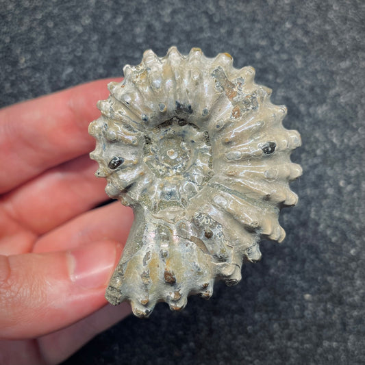 F2659 | Ammonite | Douvilleiceras sp.