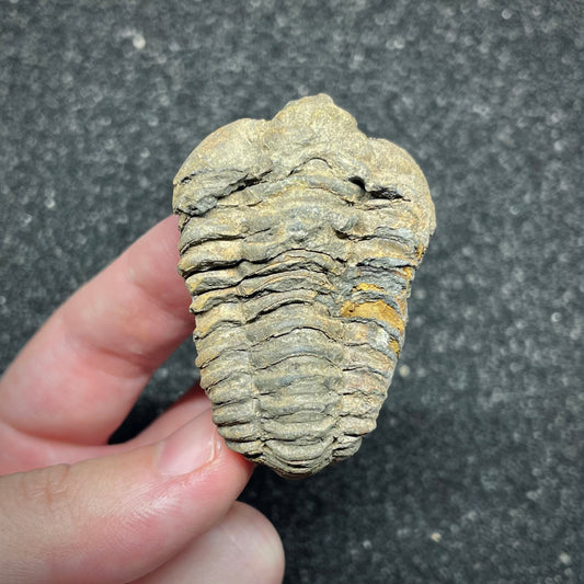 F3010 | Trilobite | Flexicalymene sp.