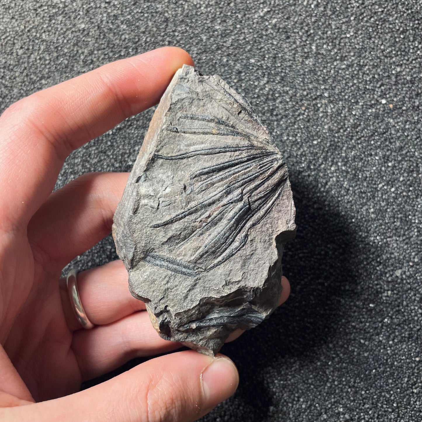 F2495 | Pianta | Annularia sp. & Pecopteris sp.