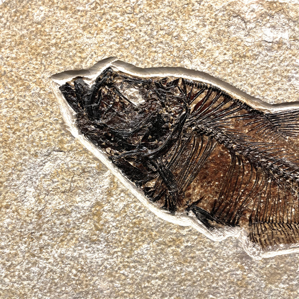 F3066 | Pesce | Diplomystus dentatus