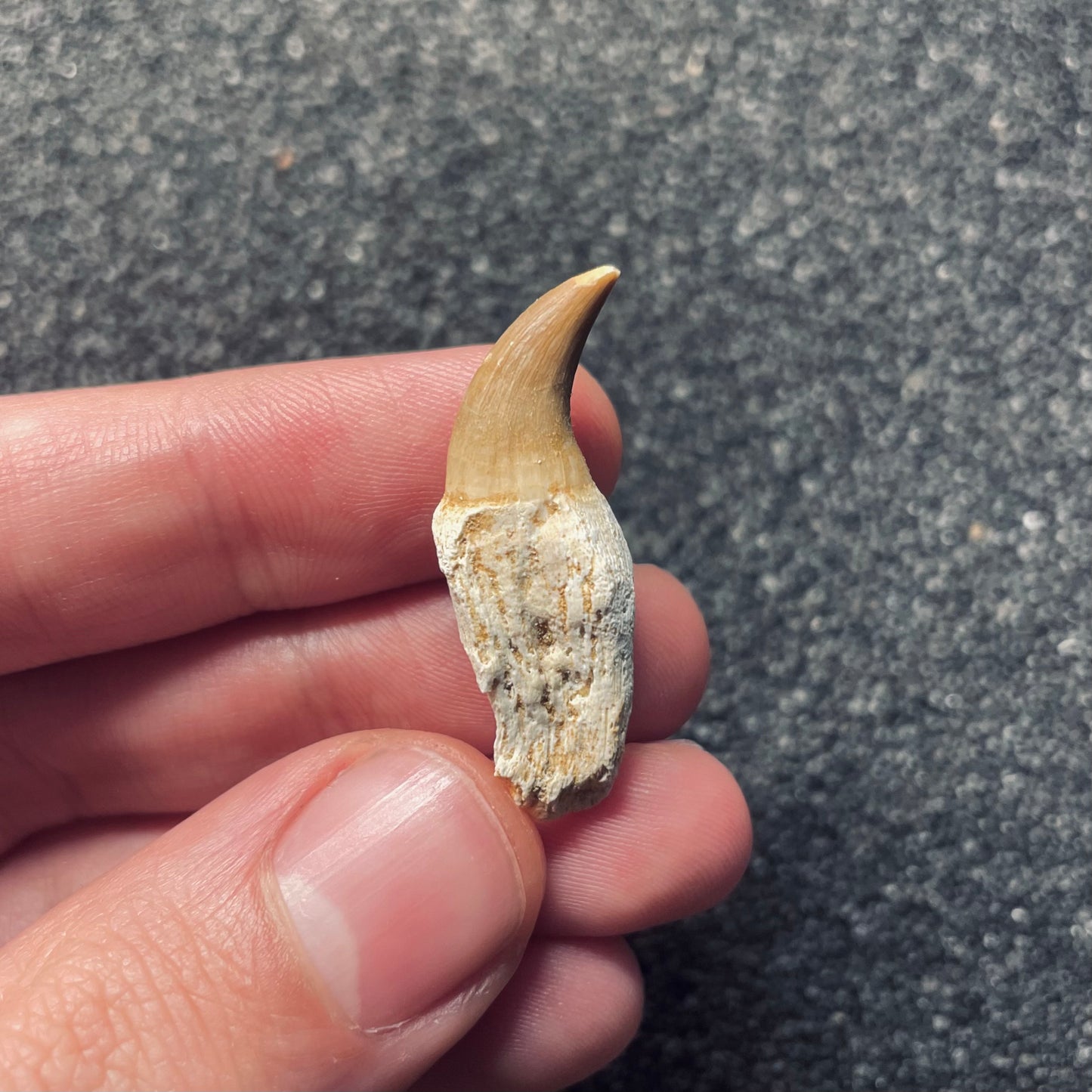 F1830 | Mosasauro | Halisaurus arambourgi