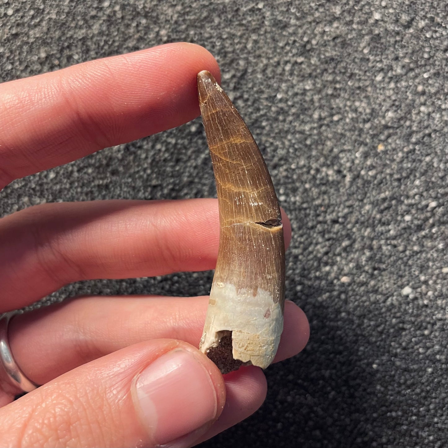 F2122 | Elasmosauro | Zarafasaura oceanis