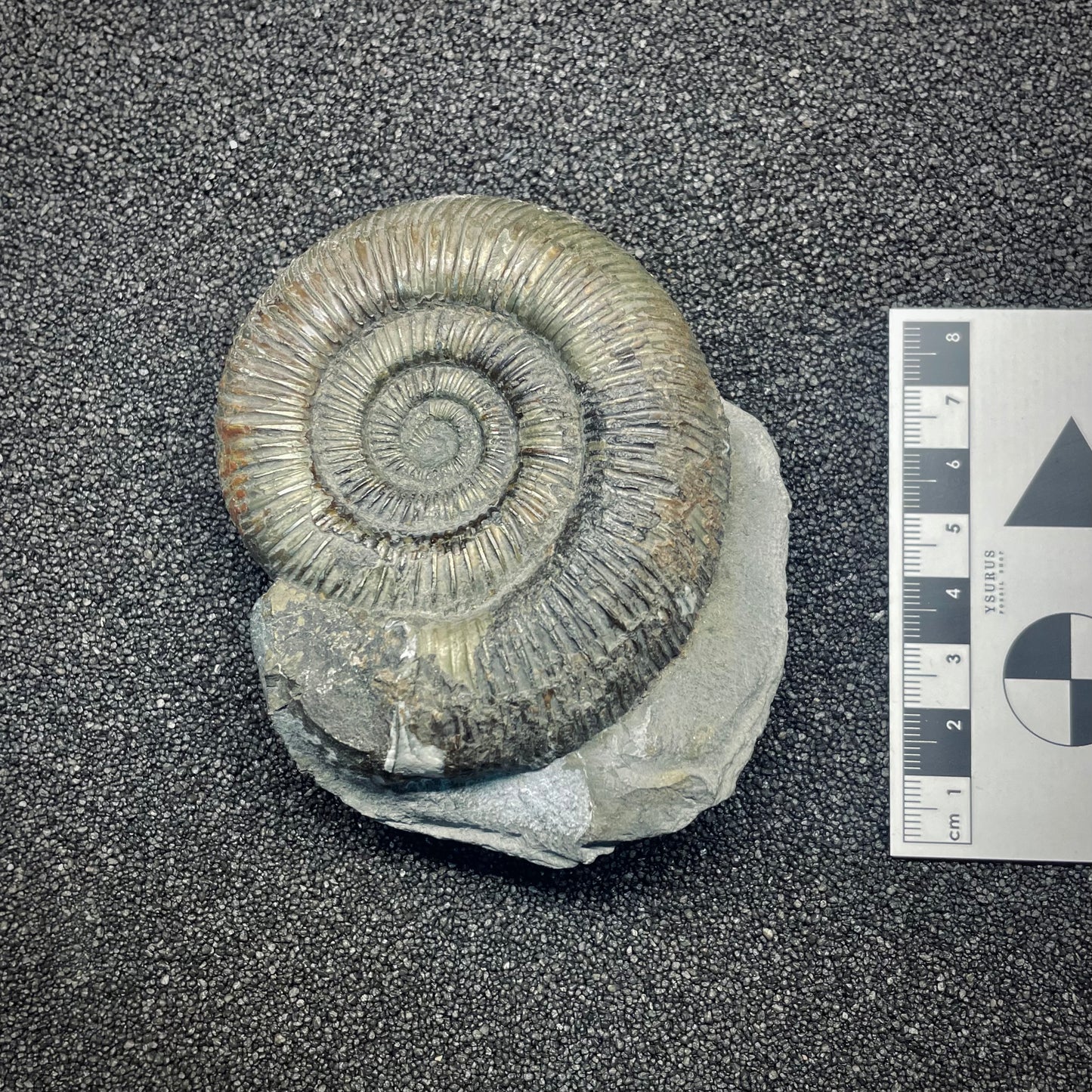 F2813 | Ammonite | Dactylioceras tenuicostatum