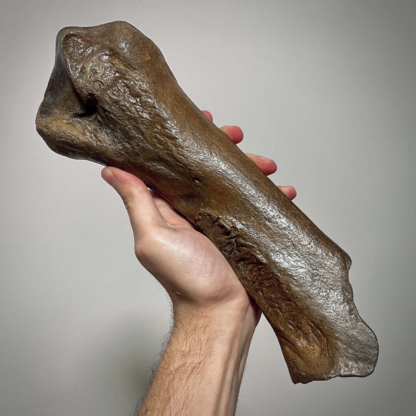 F2444 | Rinoceronte lanoso | Coelodonta sp.