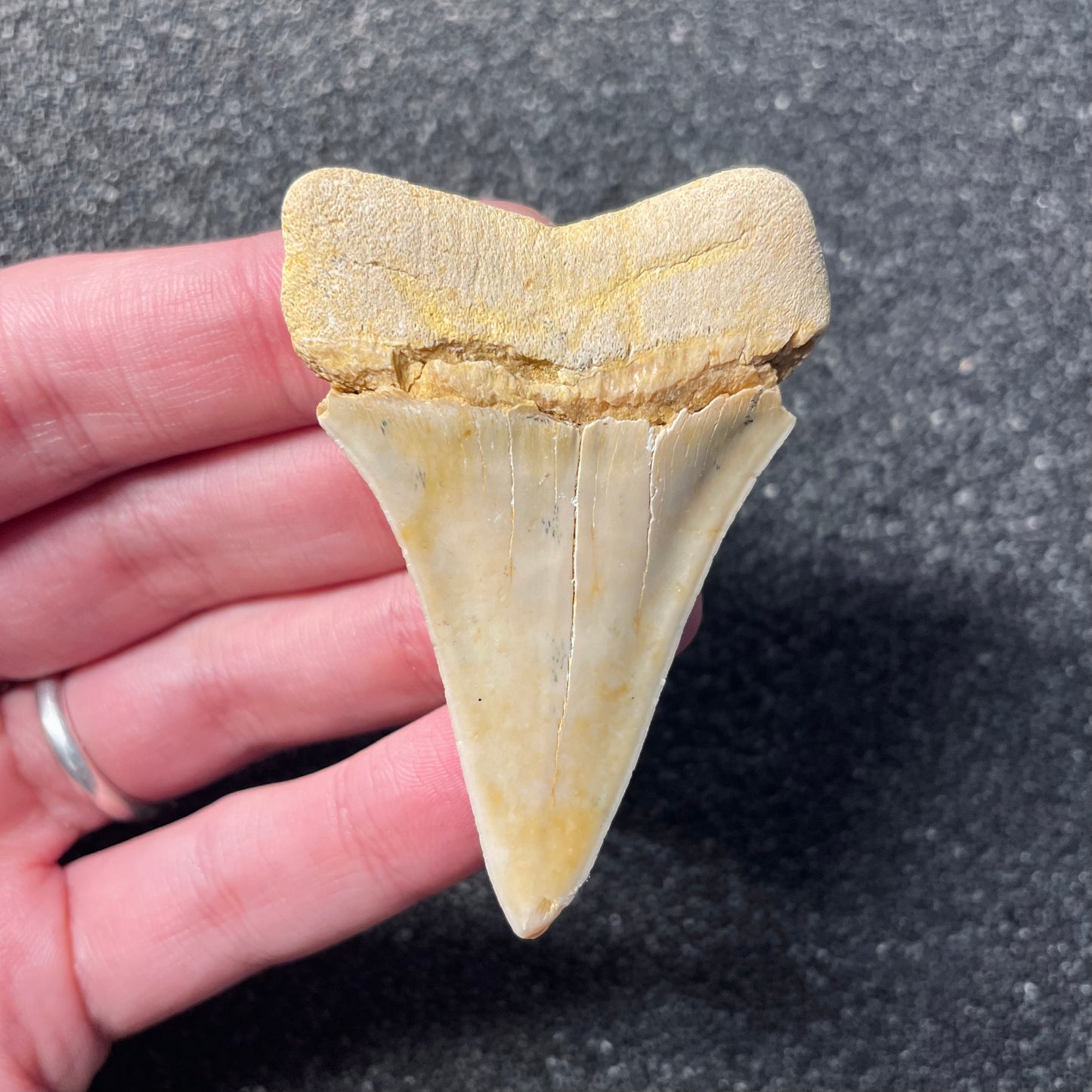F2312 | Squalo | Carcharodon hastalis
