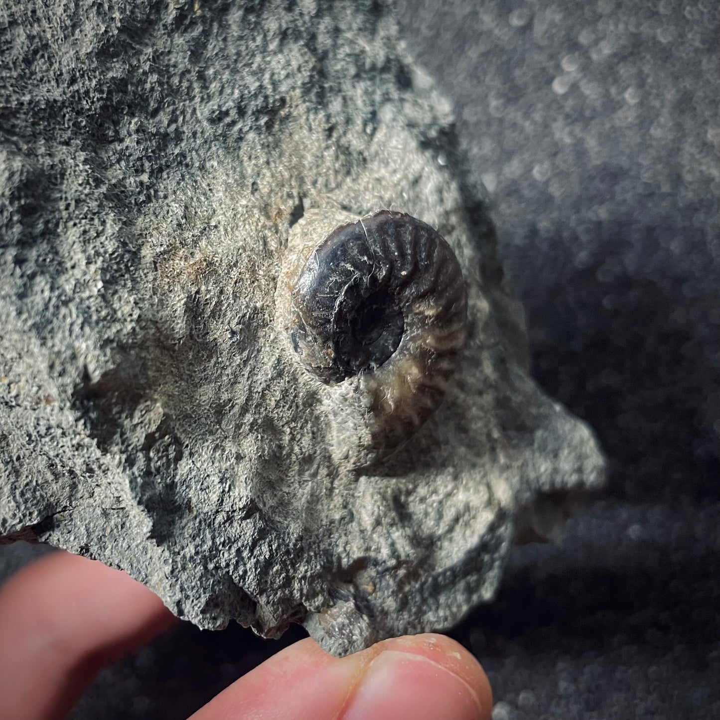 F2571 | Ammonite | Graphoceratidae indet.