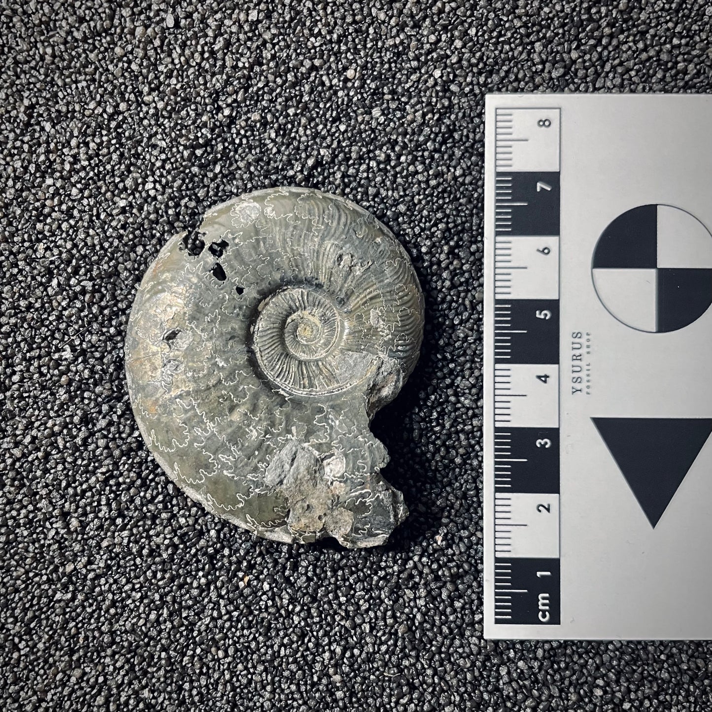 F2549 | Ammonite | Pleydellia sp.