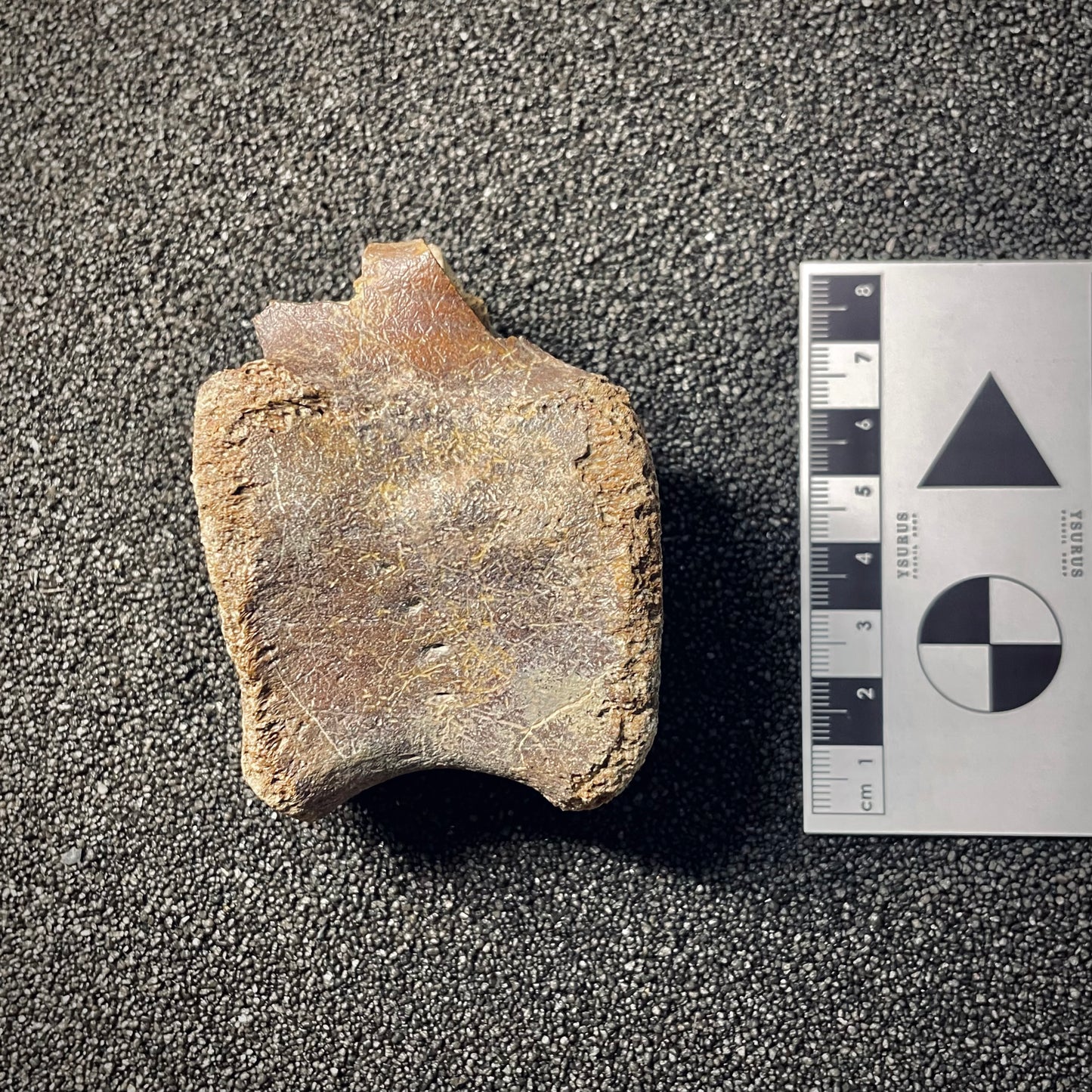 F2046 | Dinosauro | Hadrosauridae indet.