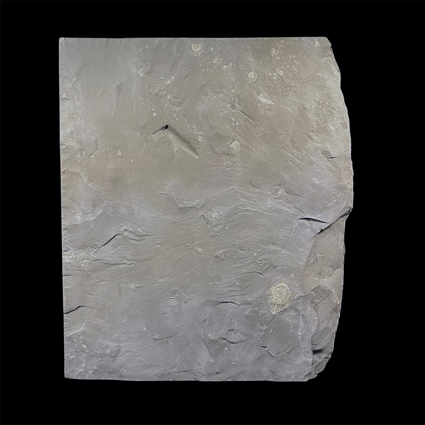 F2788 | Ammonite | Dactylioceras commune & Harpoceras falcifer