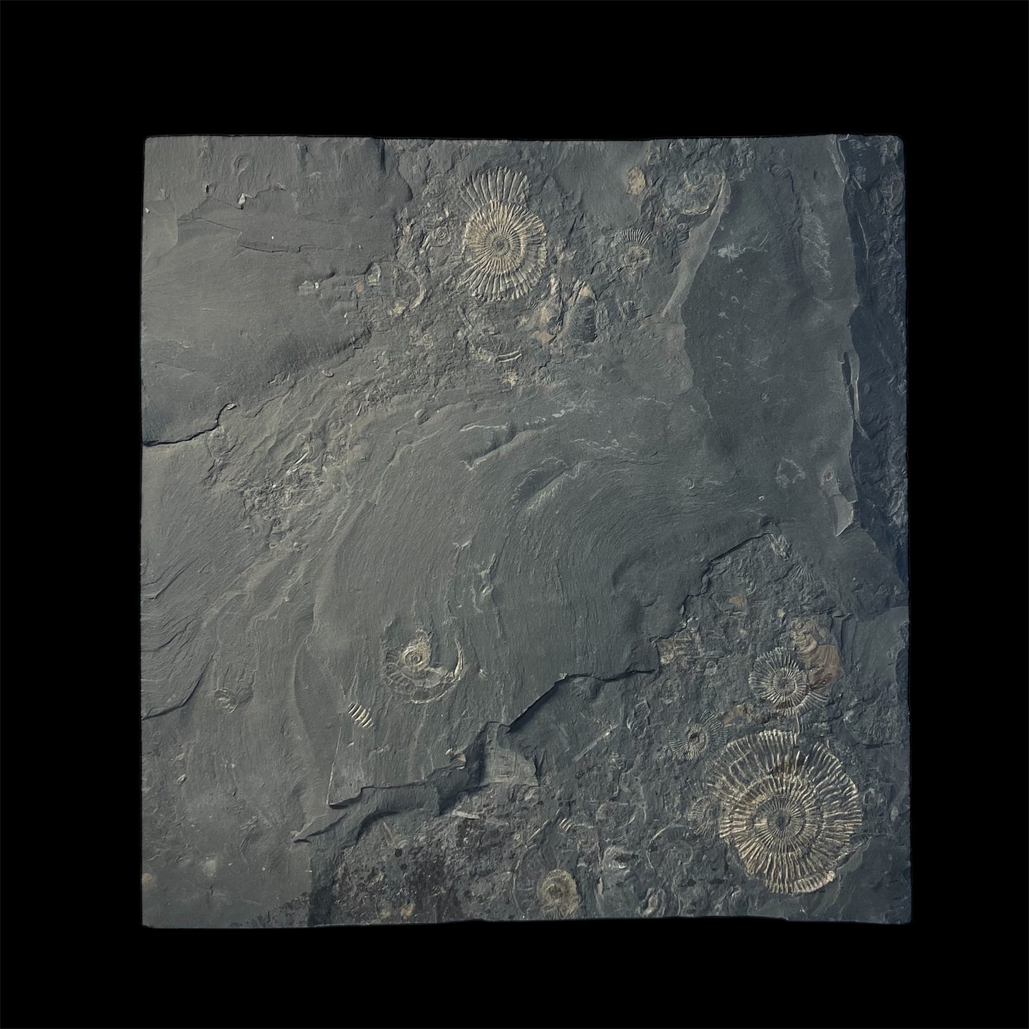 F2176 | Ammonite | Harpoceras falcifer