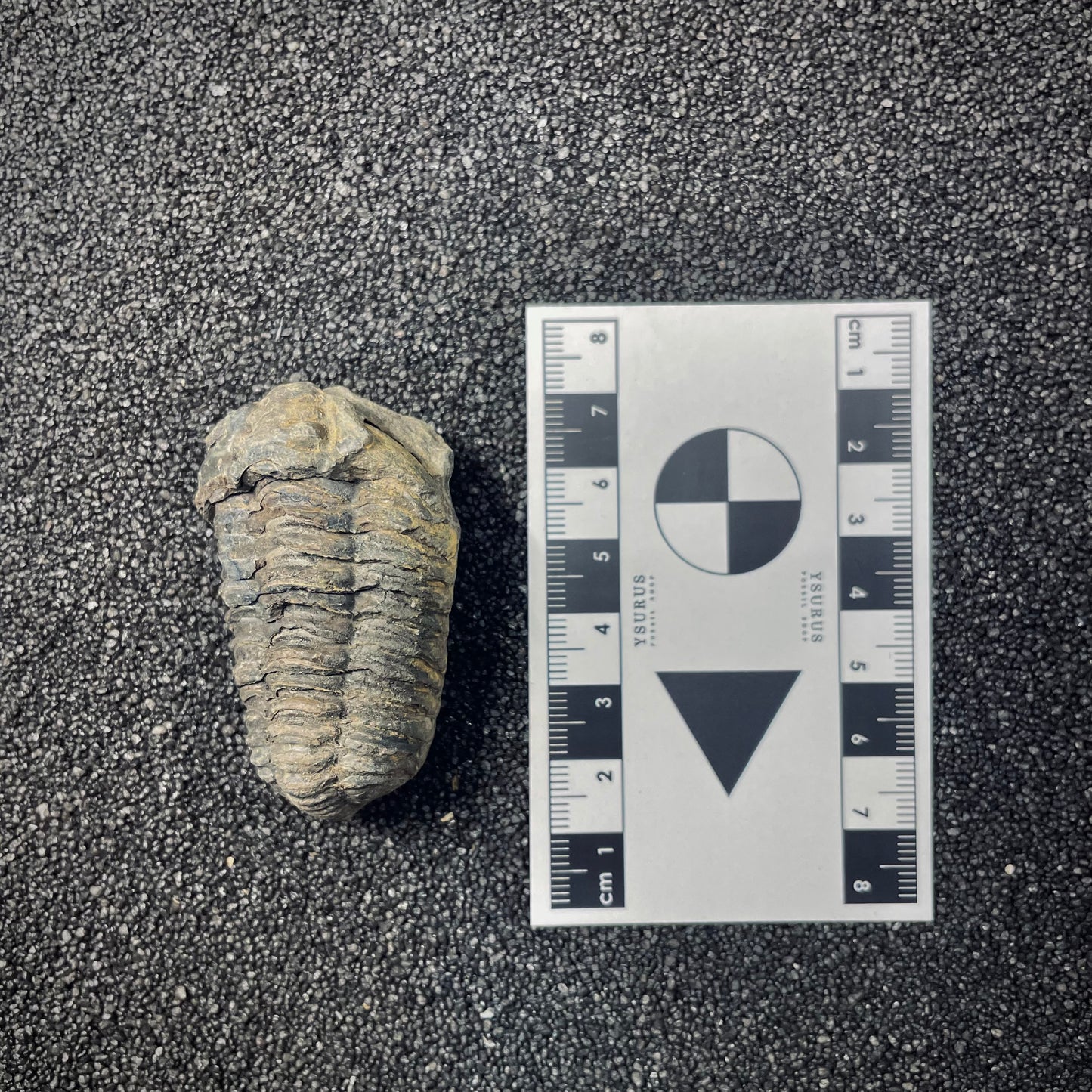 F2621 | Trilobite | Flexicalymene sp.