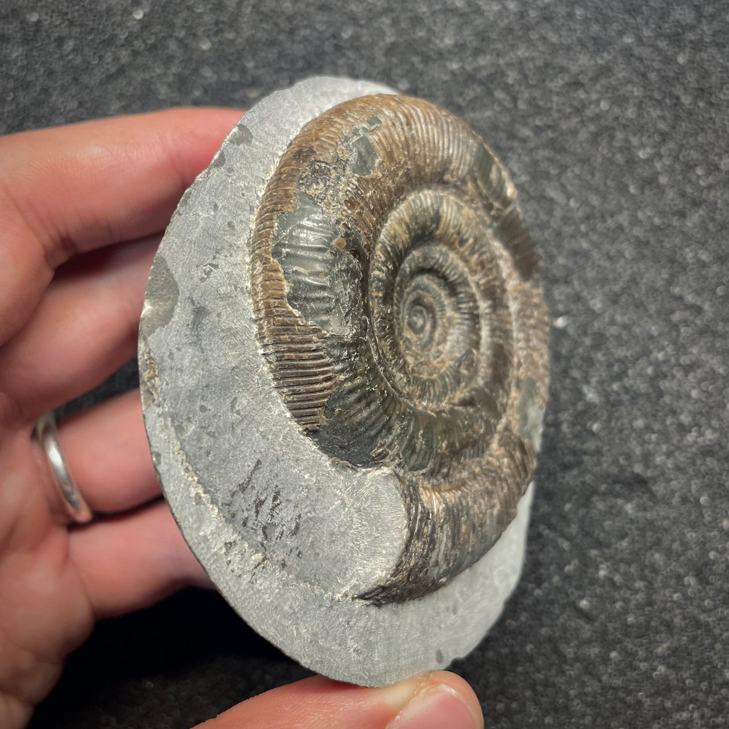 F2814 | Ammonite | Dactylioceras tenuicostatum
