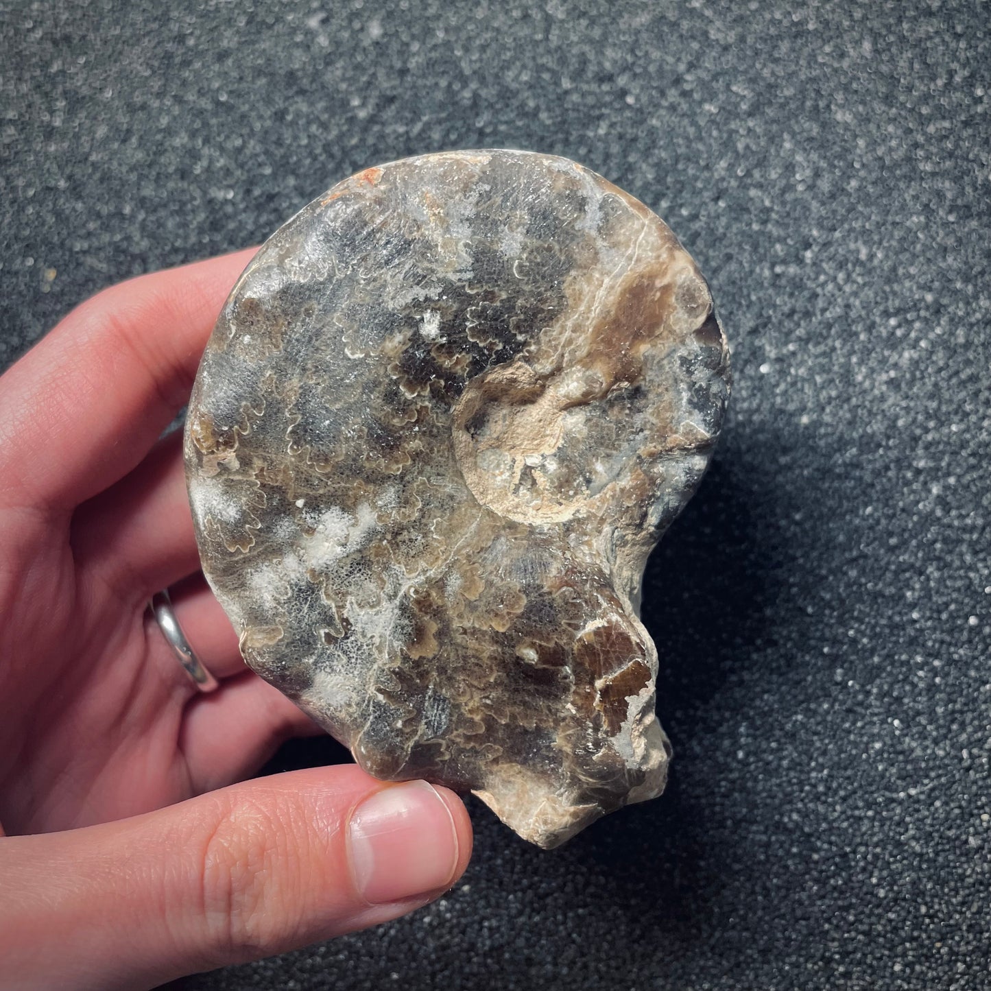 F1500 | Ammonite | Mammites nodosoides