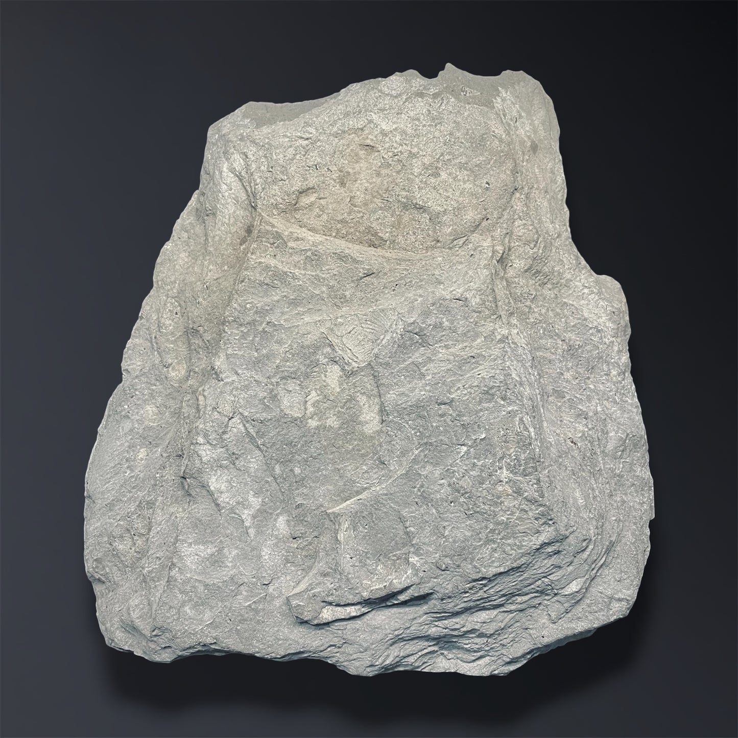 F2805 | Belemnite | Belemnoidea indet.