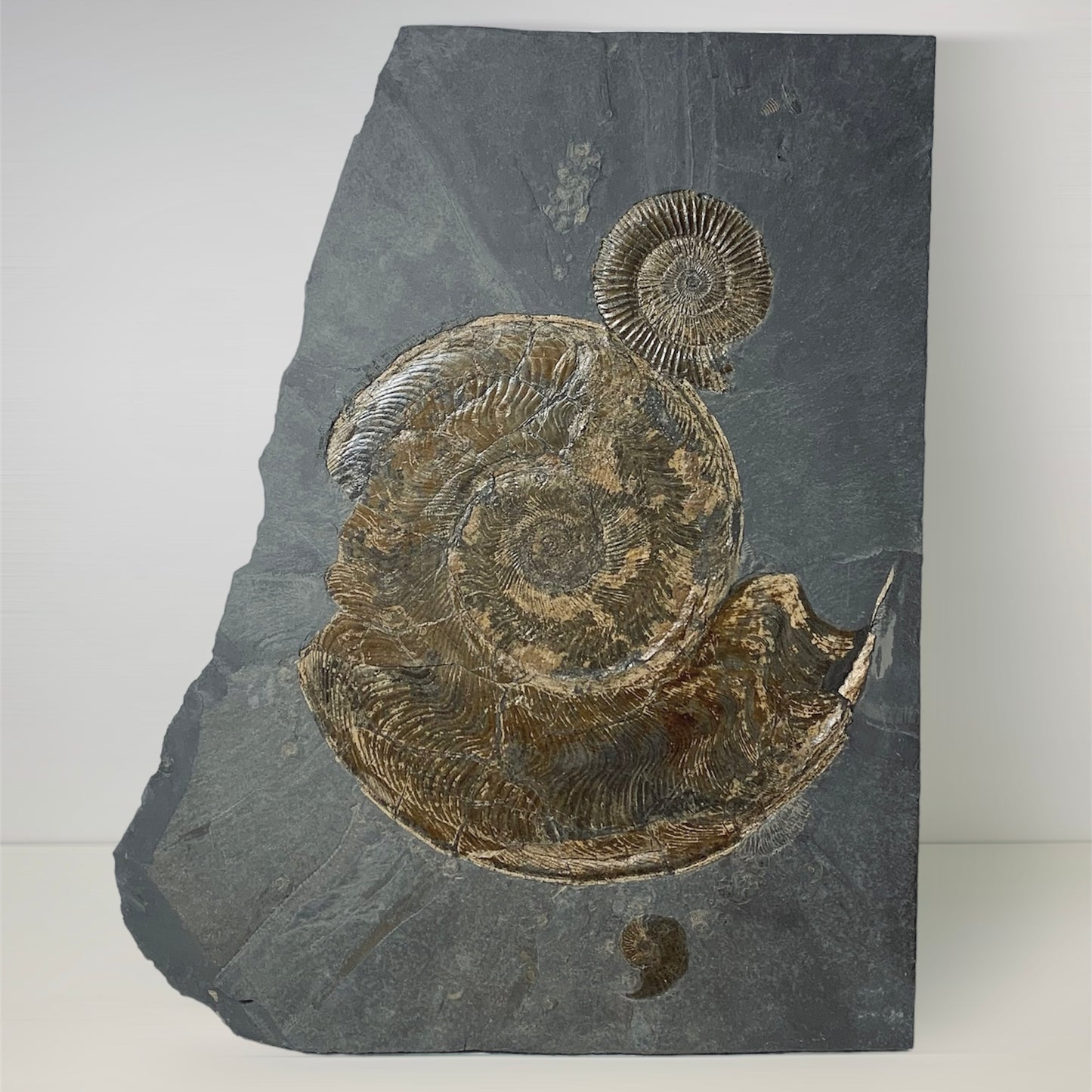 F924 | Ammonite | Harpoceras falcifer & Dactylioceras commune