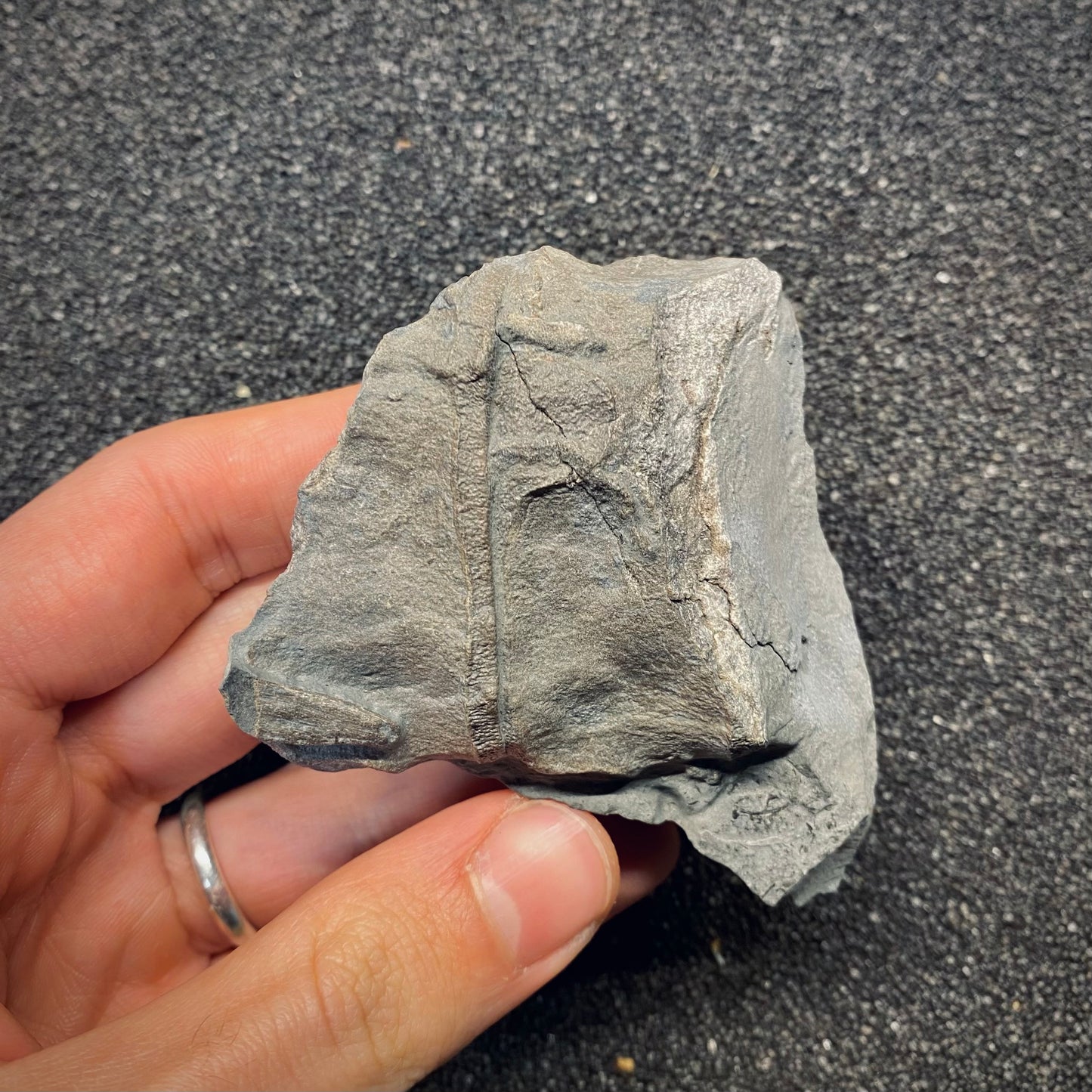 F2676 | Ittiosauro | Ichthyosauria indet.