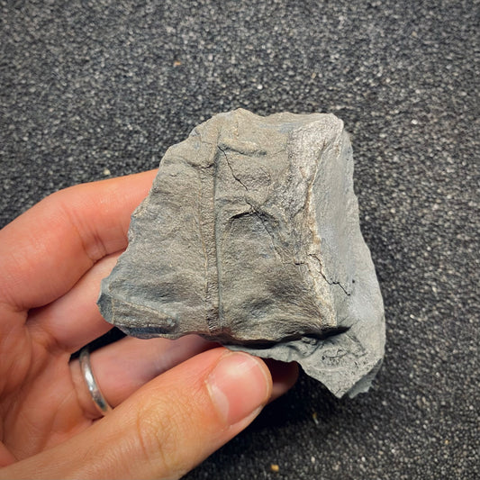 F2676 | Ittiosauro | Ichthyosauria indet.