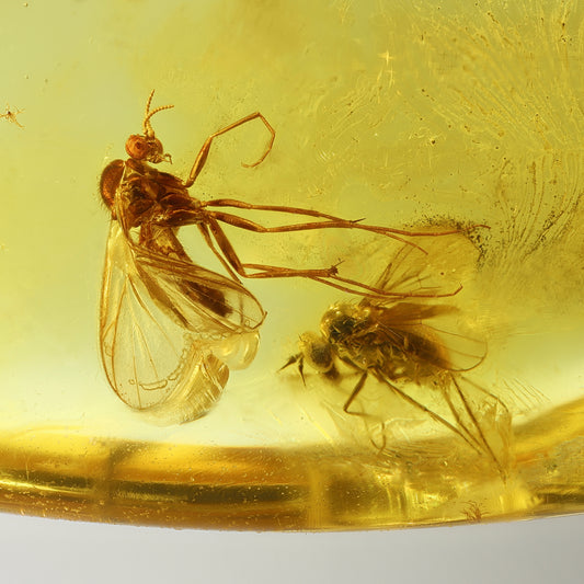 F2851 | Ambra con inclusione | Keroplatidae indet.