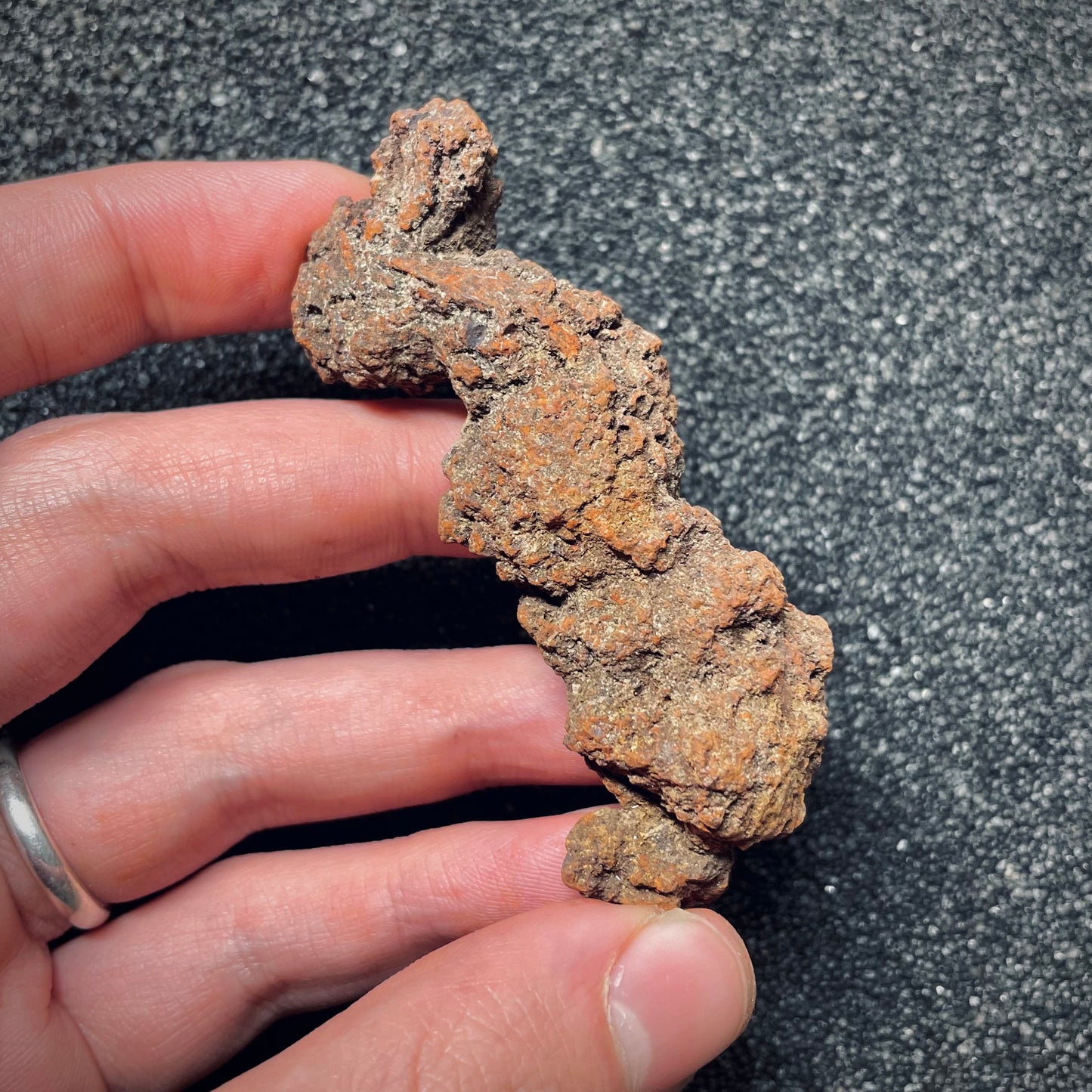 F1451 | Coprolite - Cololite | Testuggine