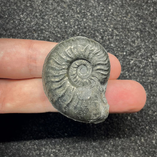 F2894 | Ammonite | Graphoceratidae indet.