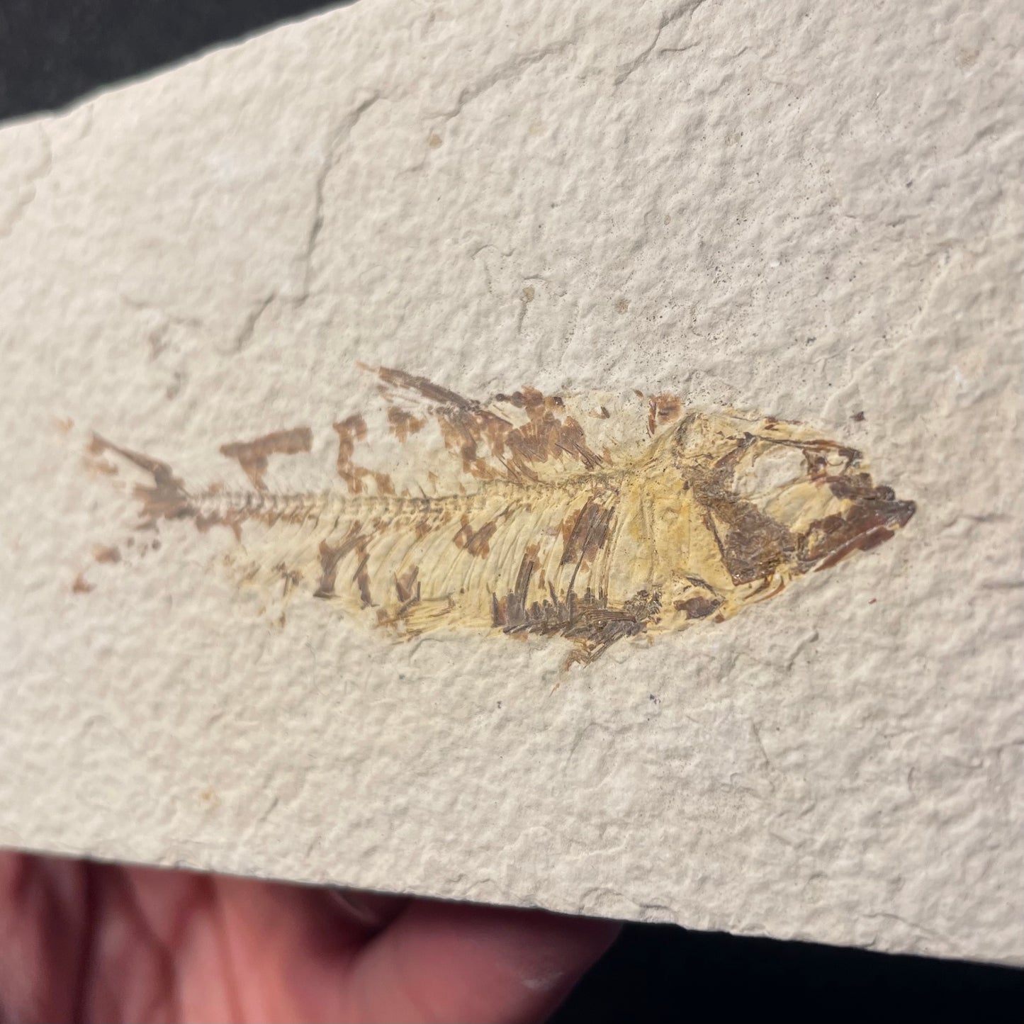 F2222 | Pesce | Knightia eocaena