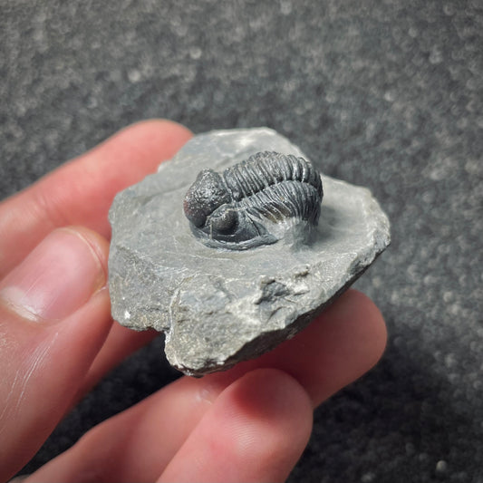 F1895 | Trilobite | Gerastos tuberculatus