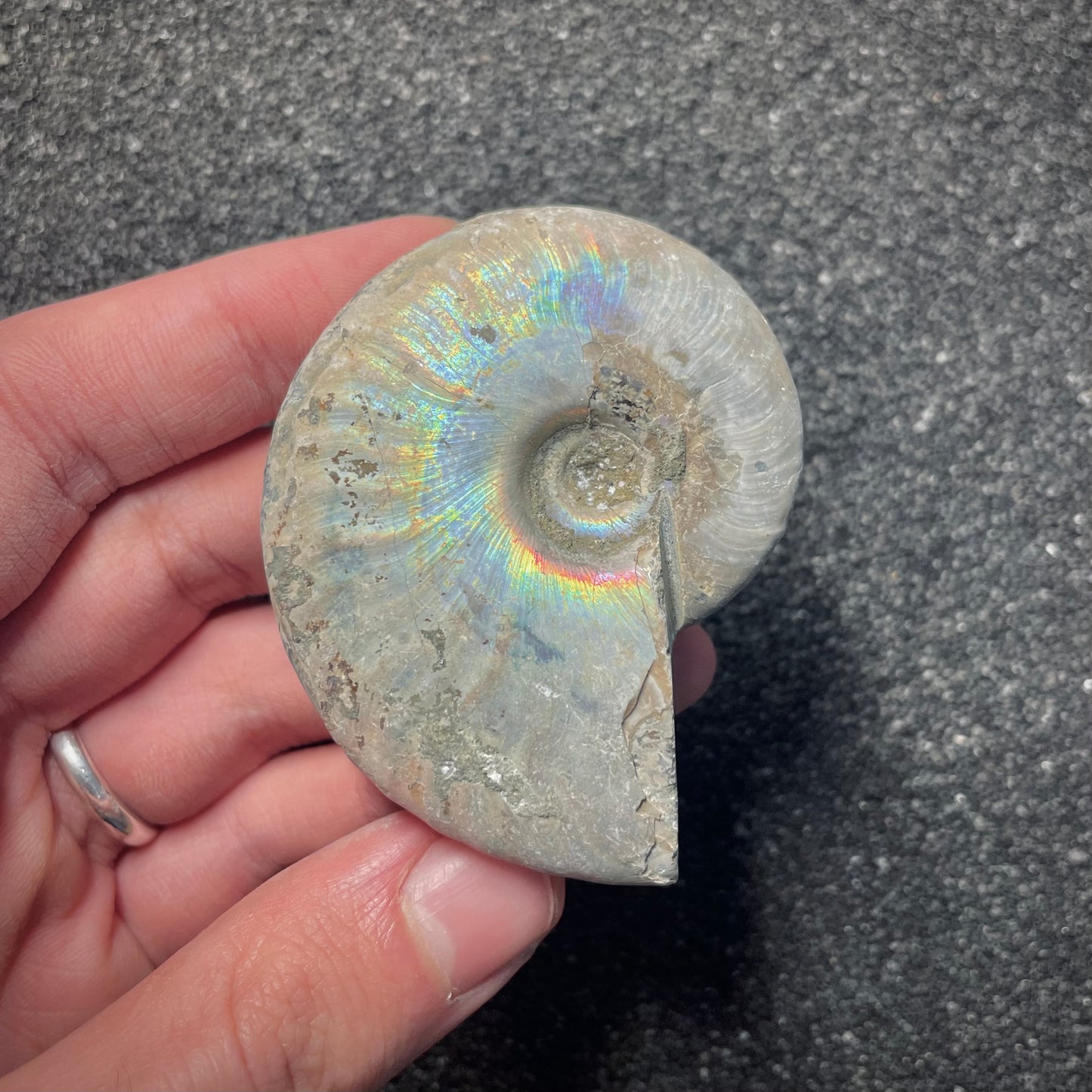 F2155 | Ammonite | Cleoniceras sp.