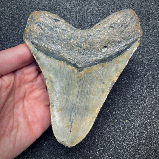 F2628 | Squalo | Otodus megalodon