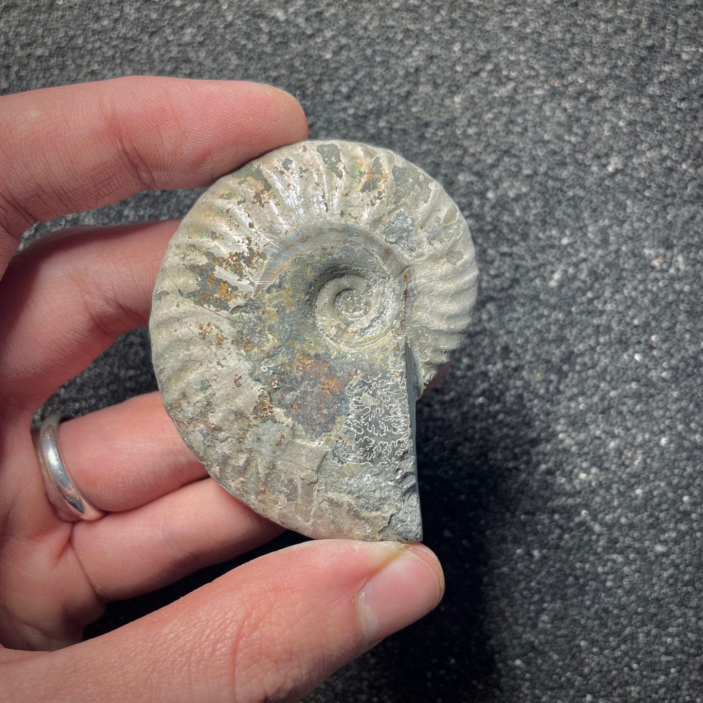F2156 | Ammonite | Cleoniceras sp.