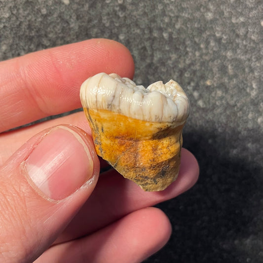 F2403 | Orso | Ursus spelaeus