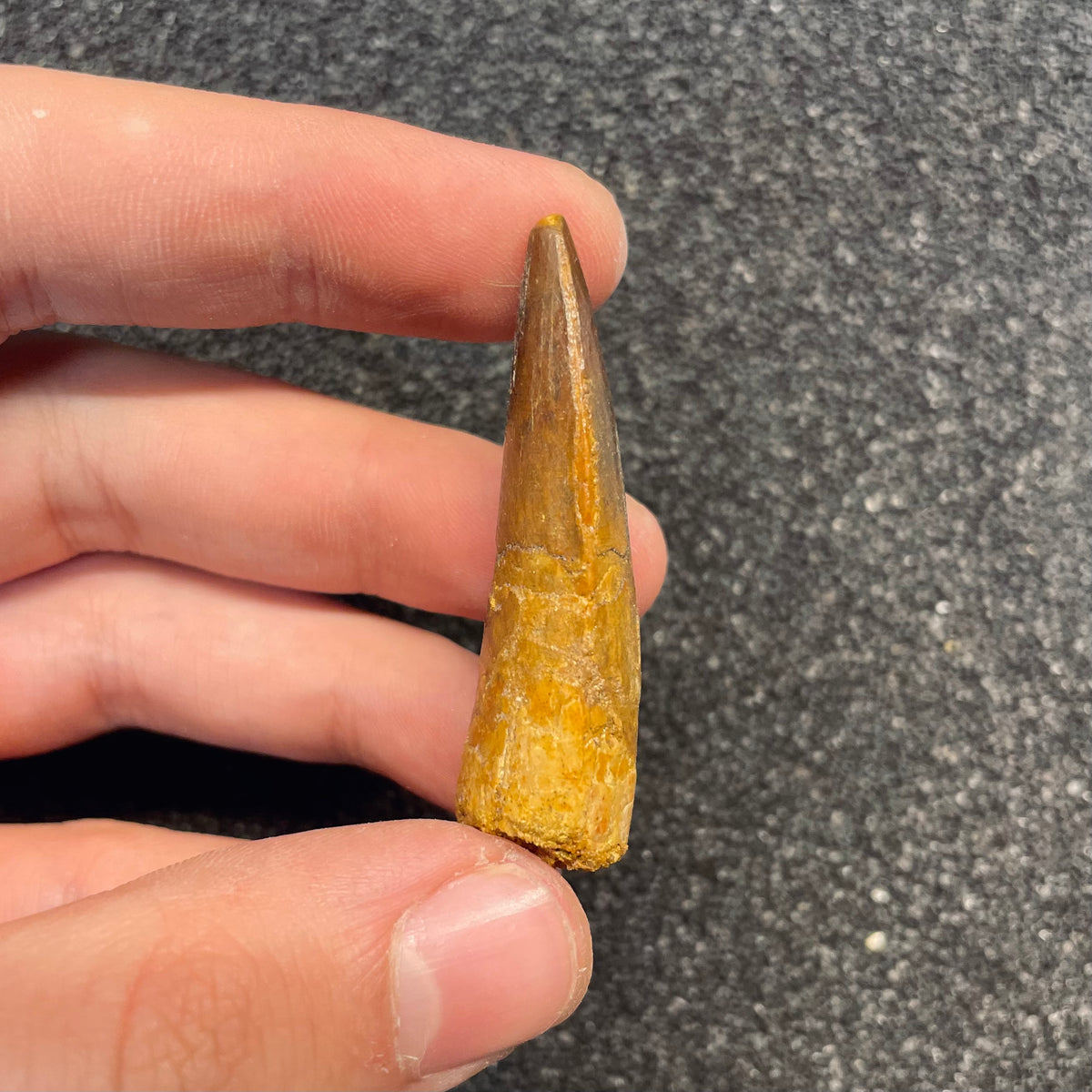 F3099 | Dinosauro | Spinosaurus aegyptiacus