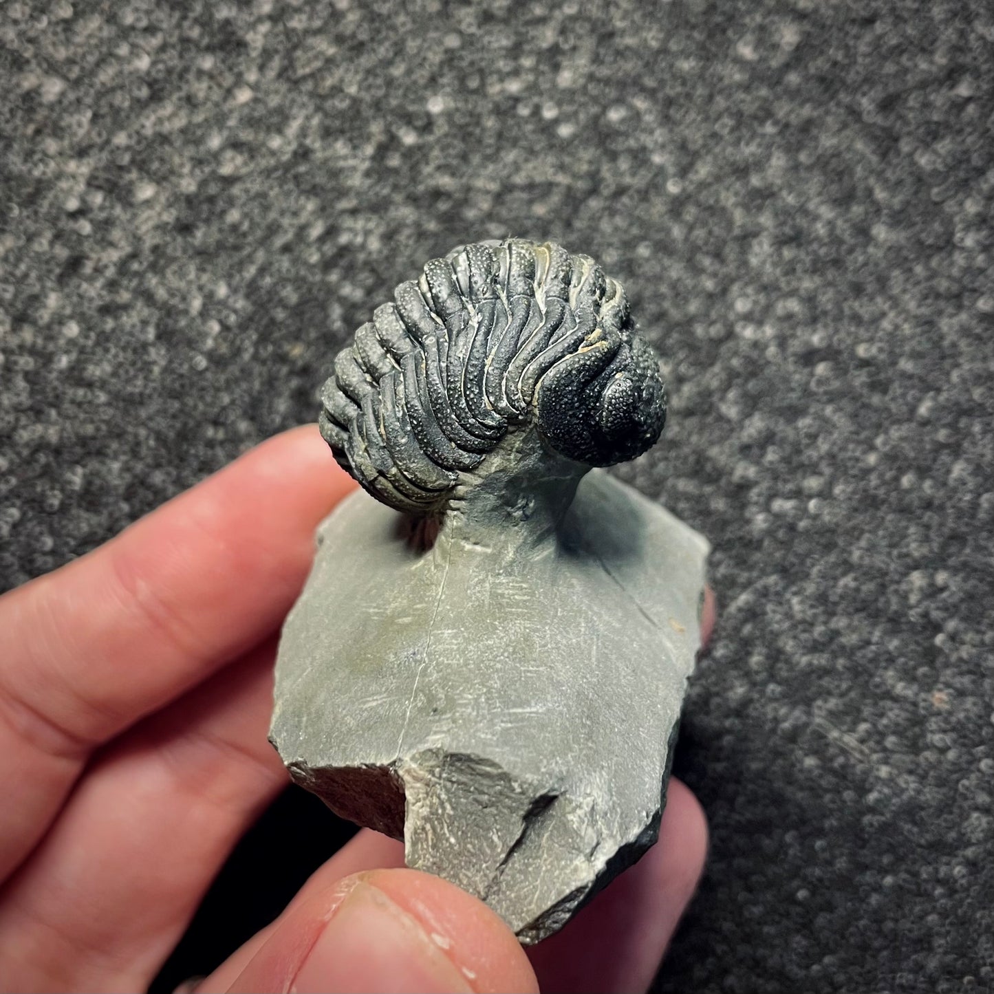 F2143 | Trilobite | Phacopidae indet.