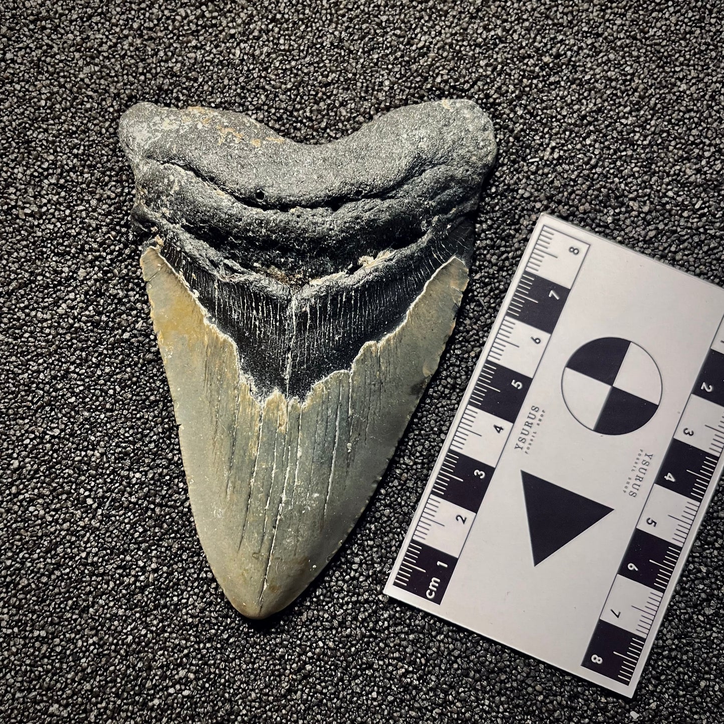 F2138 | Squalo | Otodus megalodon