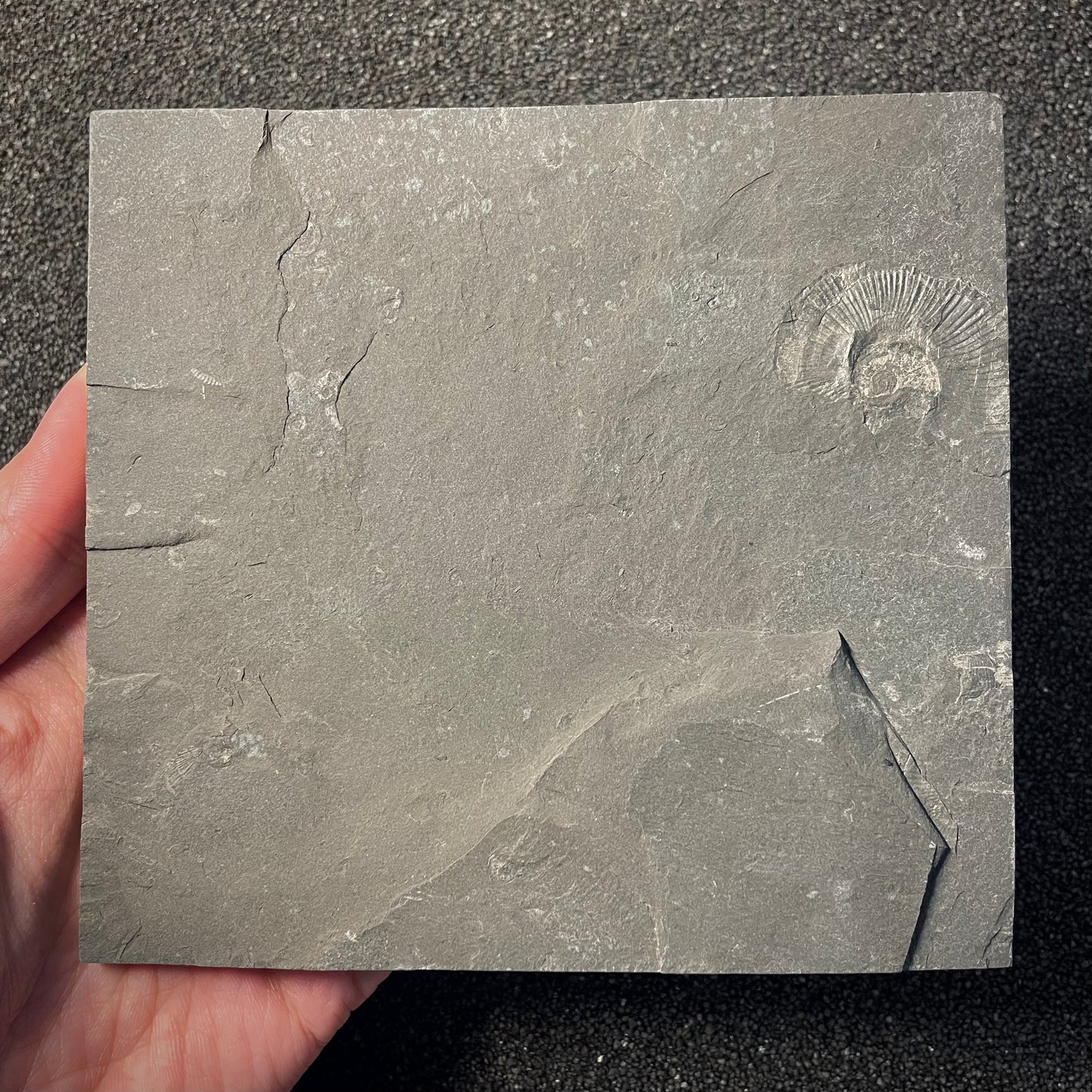 F2167 | Ammonite | Lobolytoceras siemensi