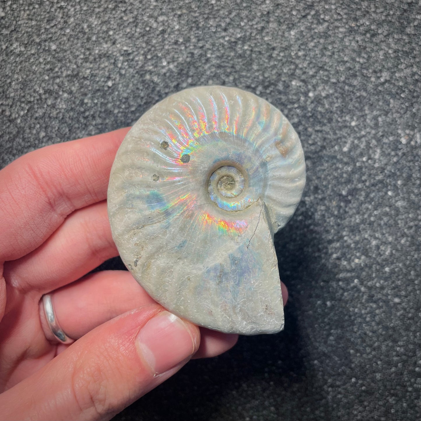 F2153 | Ammonite | Cleoniceras sp.