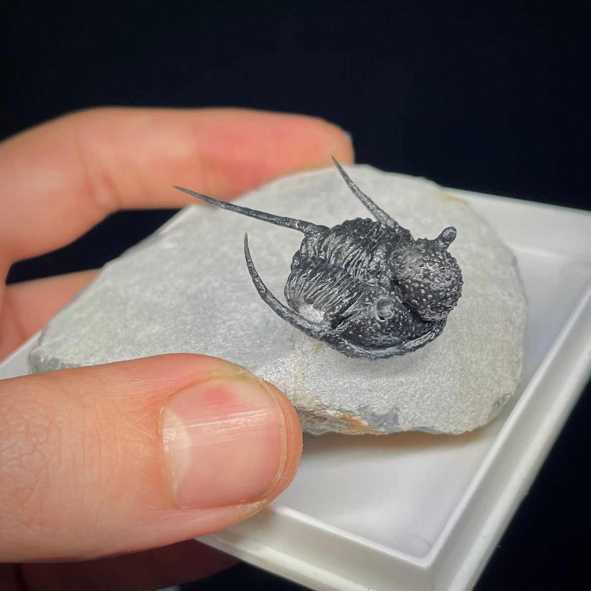 F3009 | Trilobite | Cyphaspis sp.