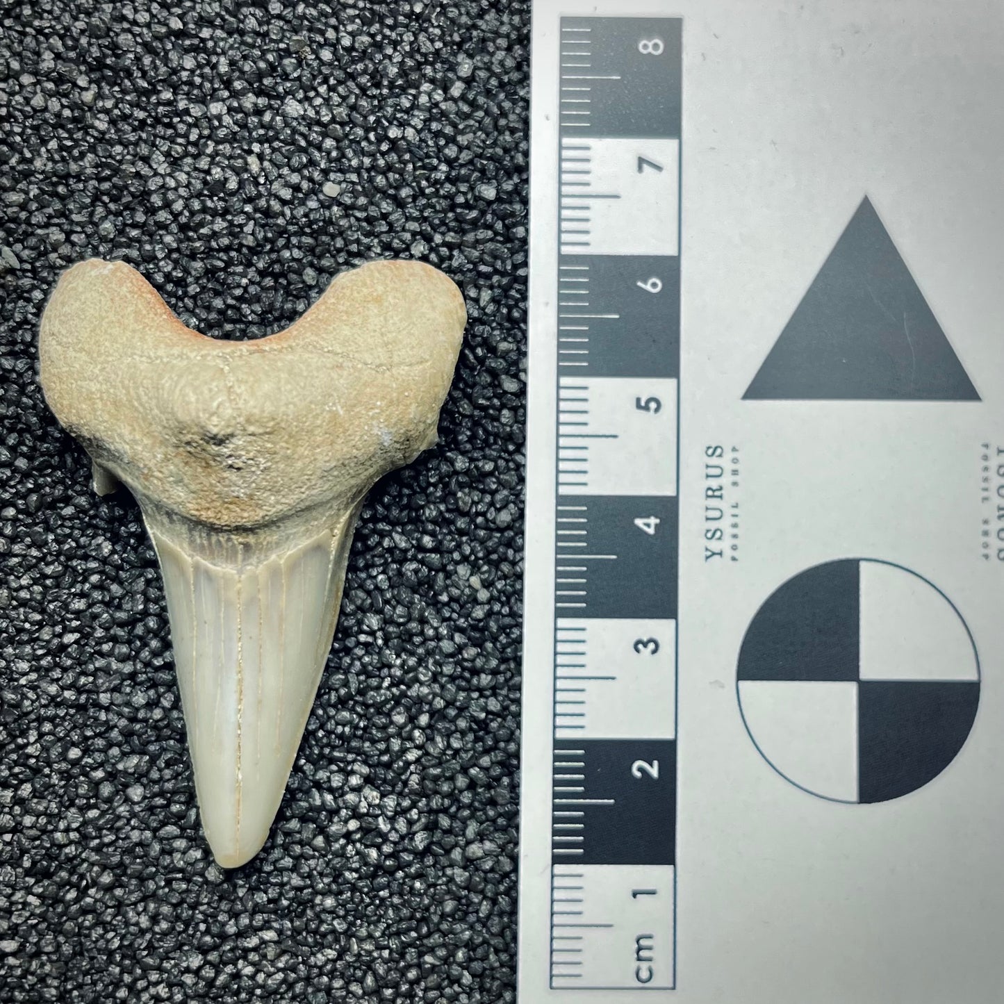 F2758 | Squalo | Otodus obliquus