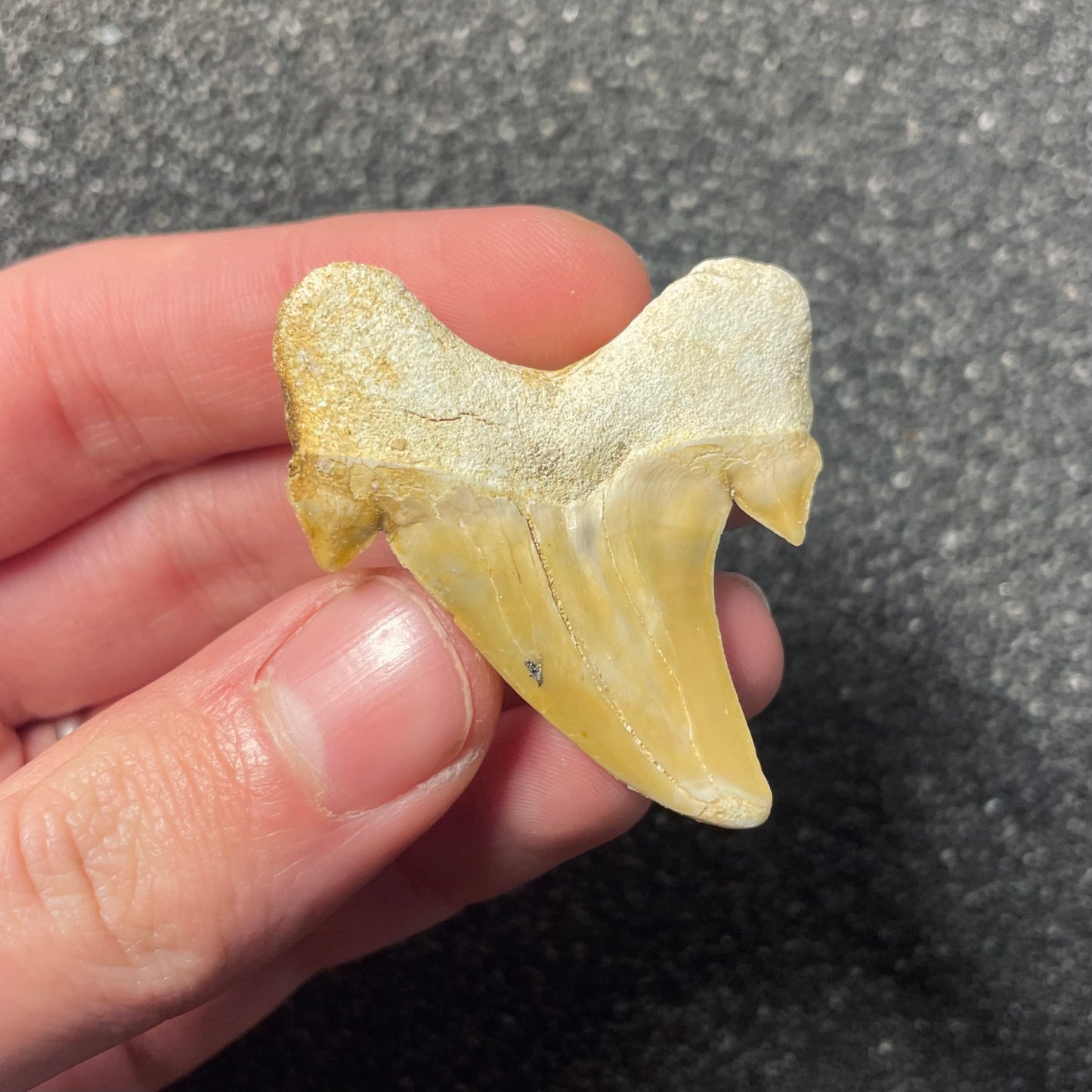 F2213 | Squalo | Otodus obliquus