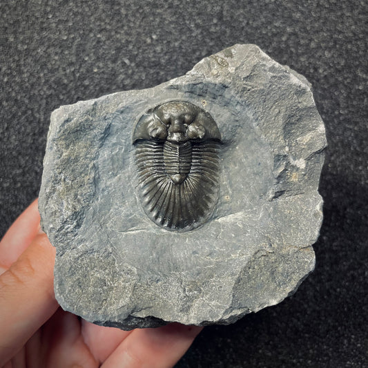F2616 | Trilobite | Scabriscutellum sp.