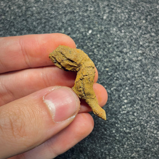 F2769 | Coprolite - Cololite | Testuggine