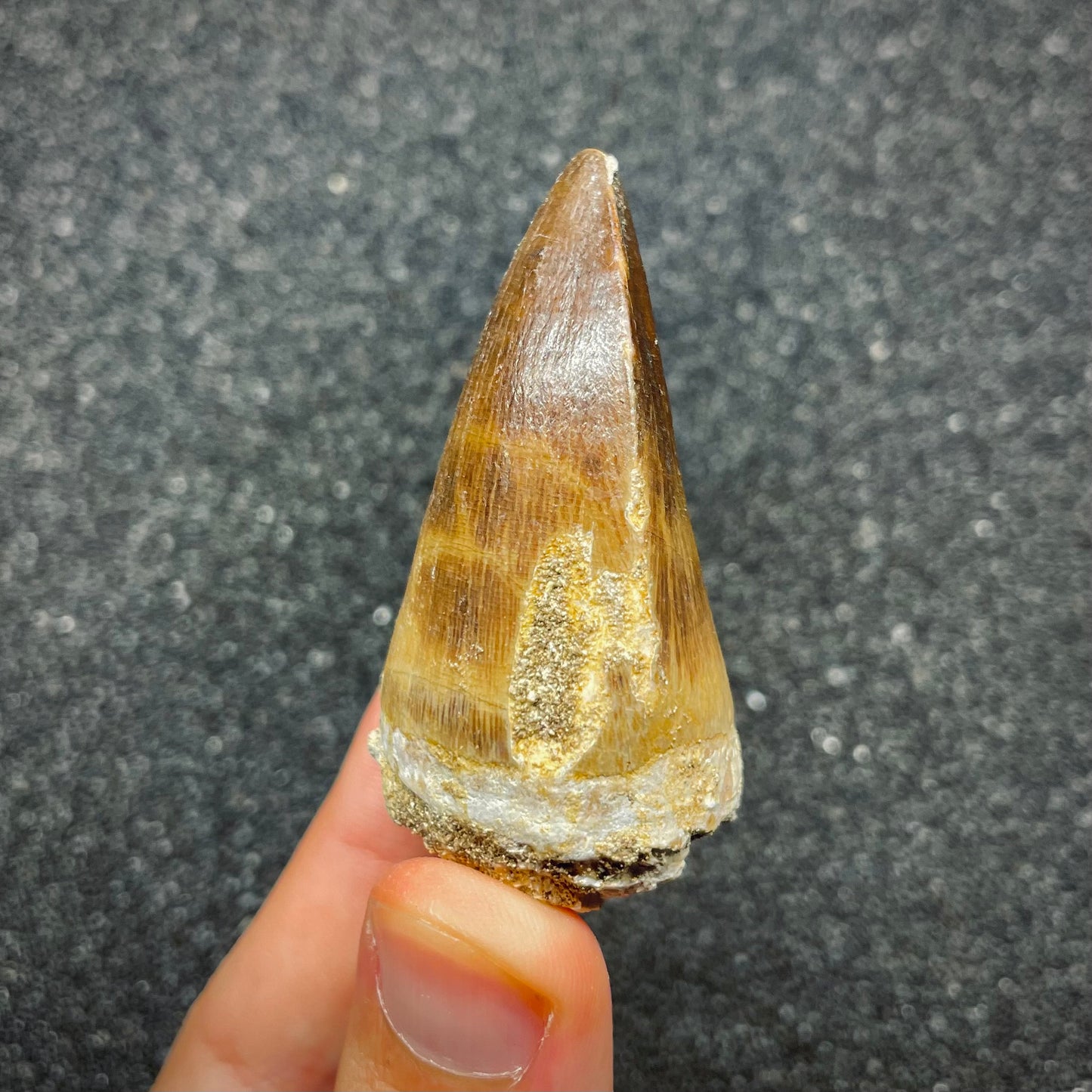 F2690 | Mosasauro | Prognathodon sp.