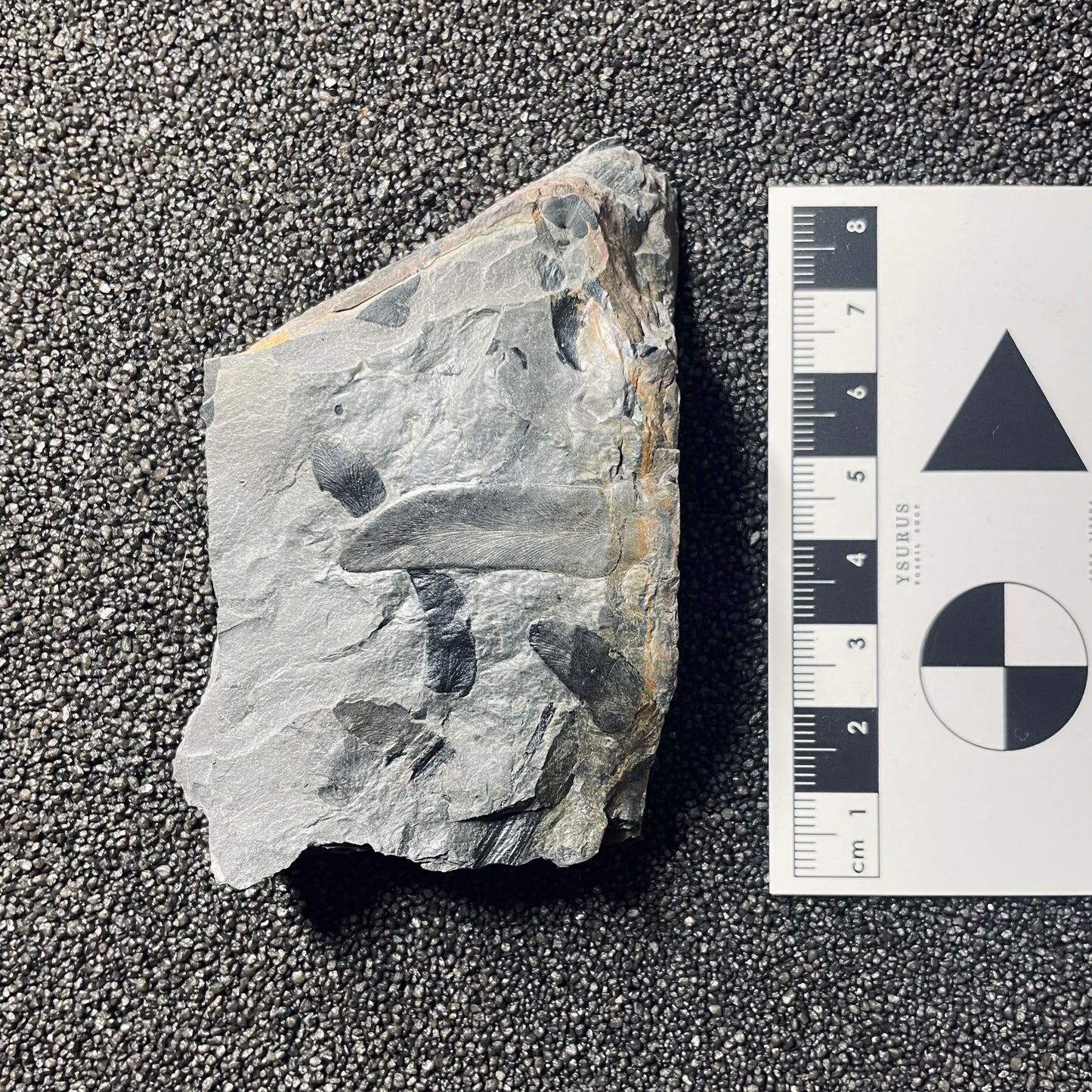 F2484 | Pianta | Linopteris sp.