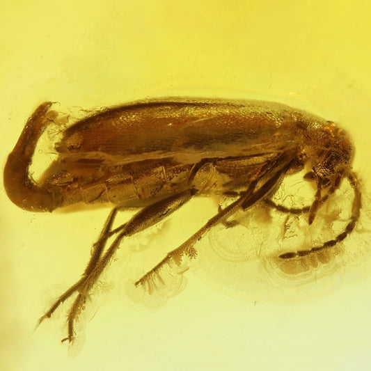F2862 | Ambra con inclusione | Coleoptera indet.