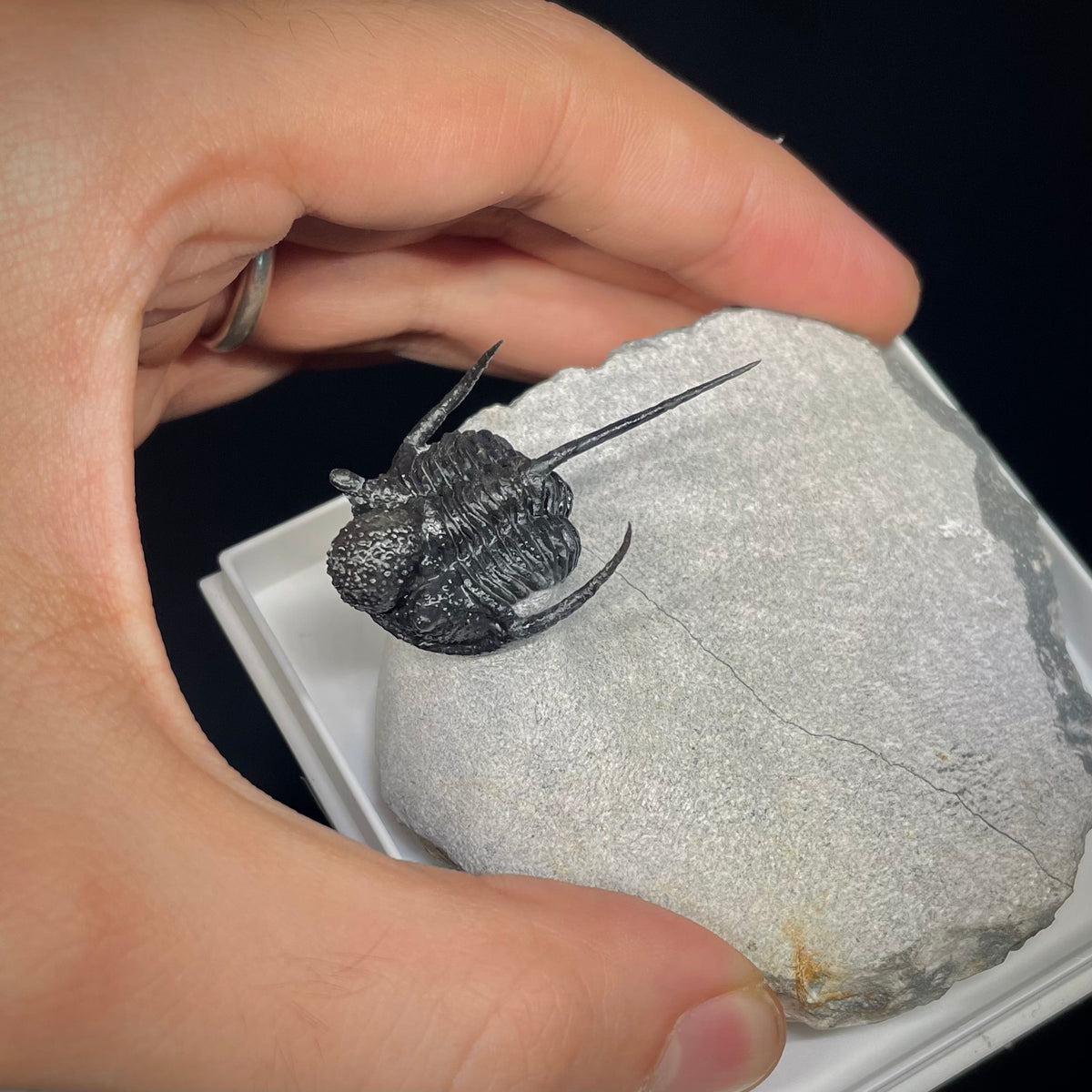 F3009 | Trilobite | Cyphaspis sp.