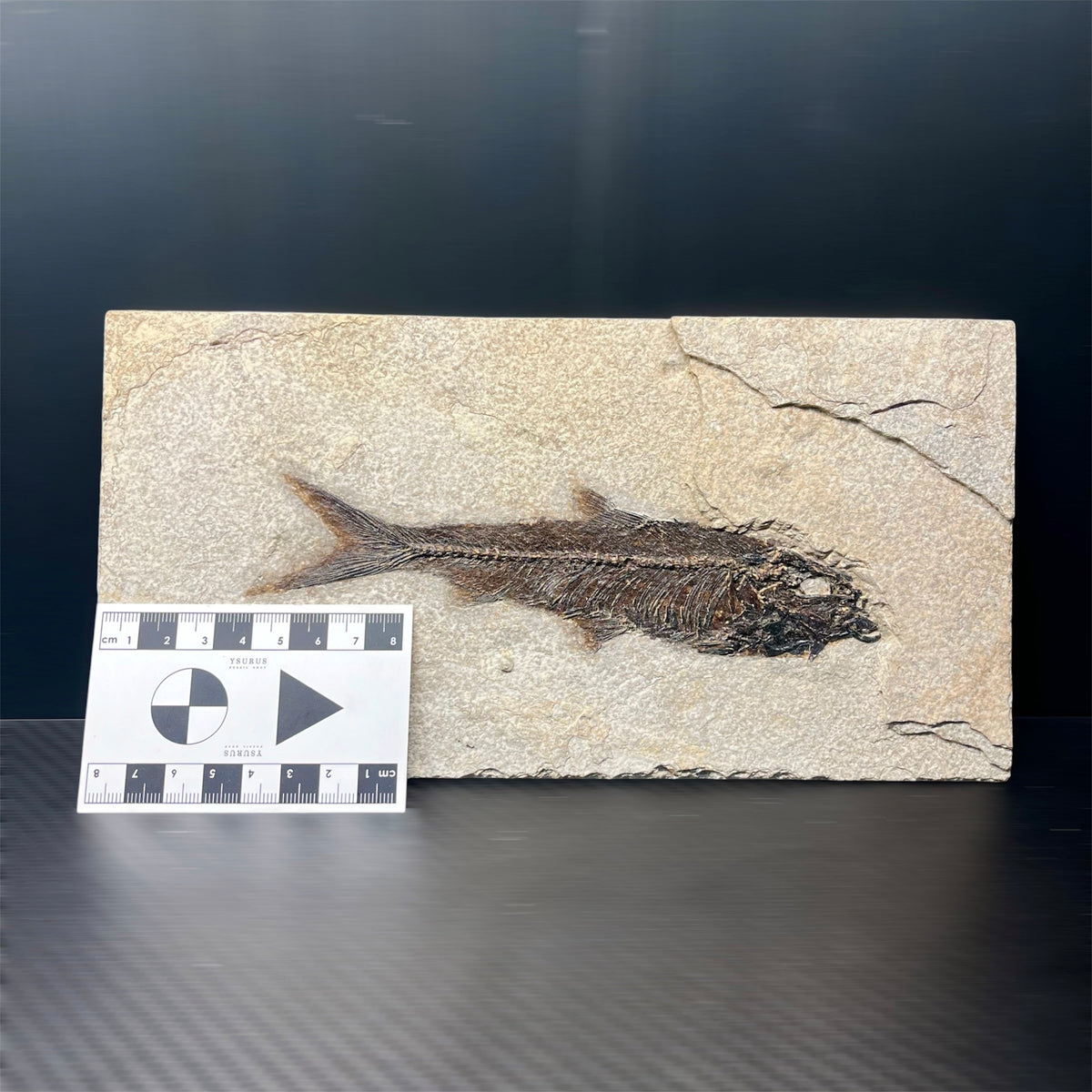 F3072 | Pesce | Knightia eocaena