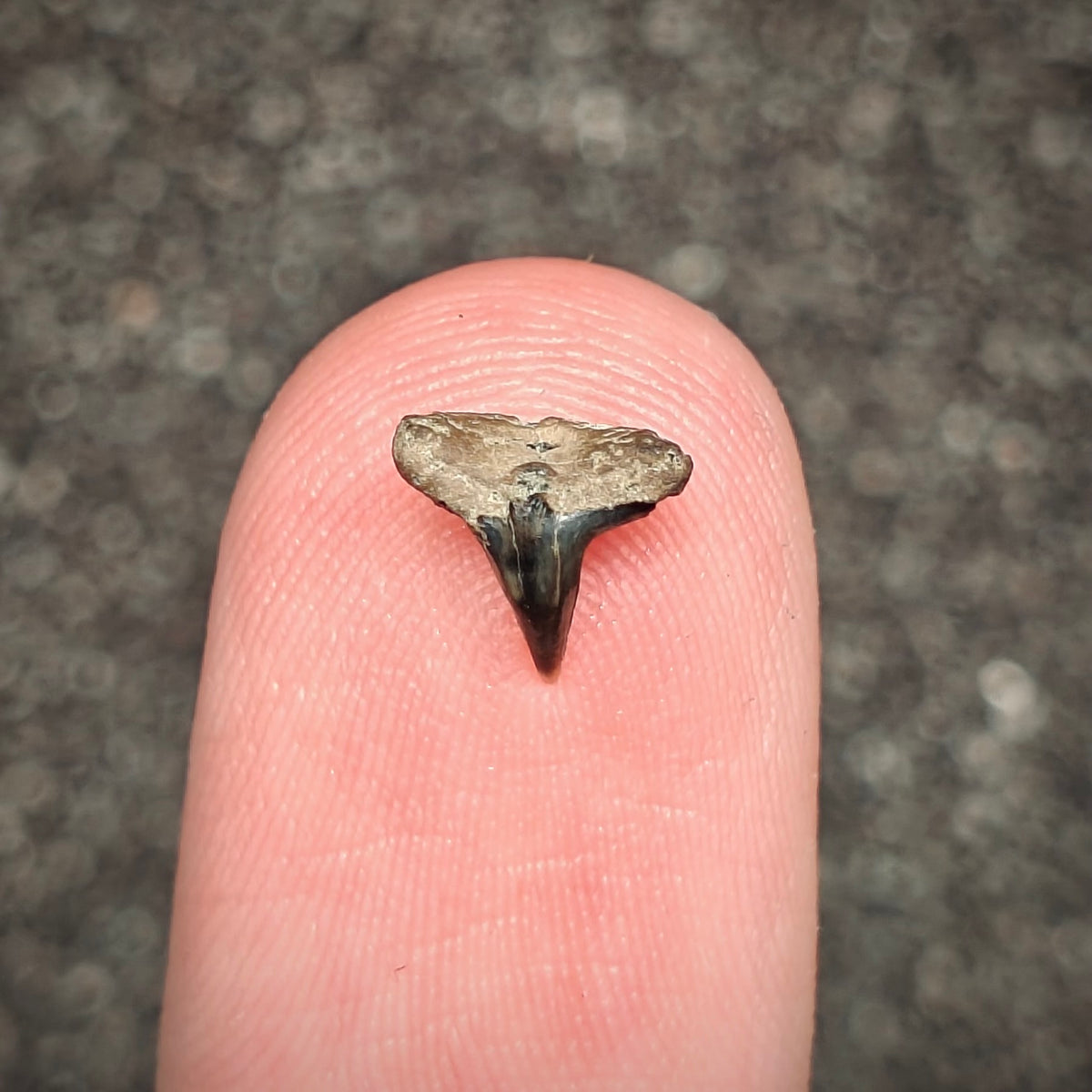 F3022 | Squalo | Squatina sp.