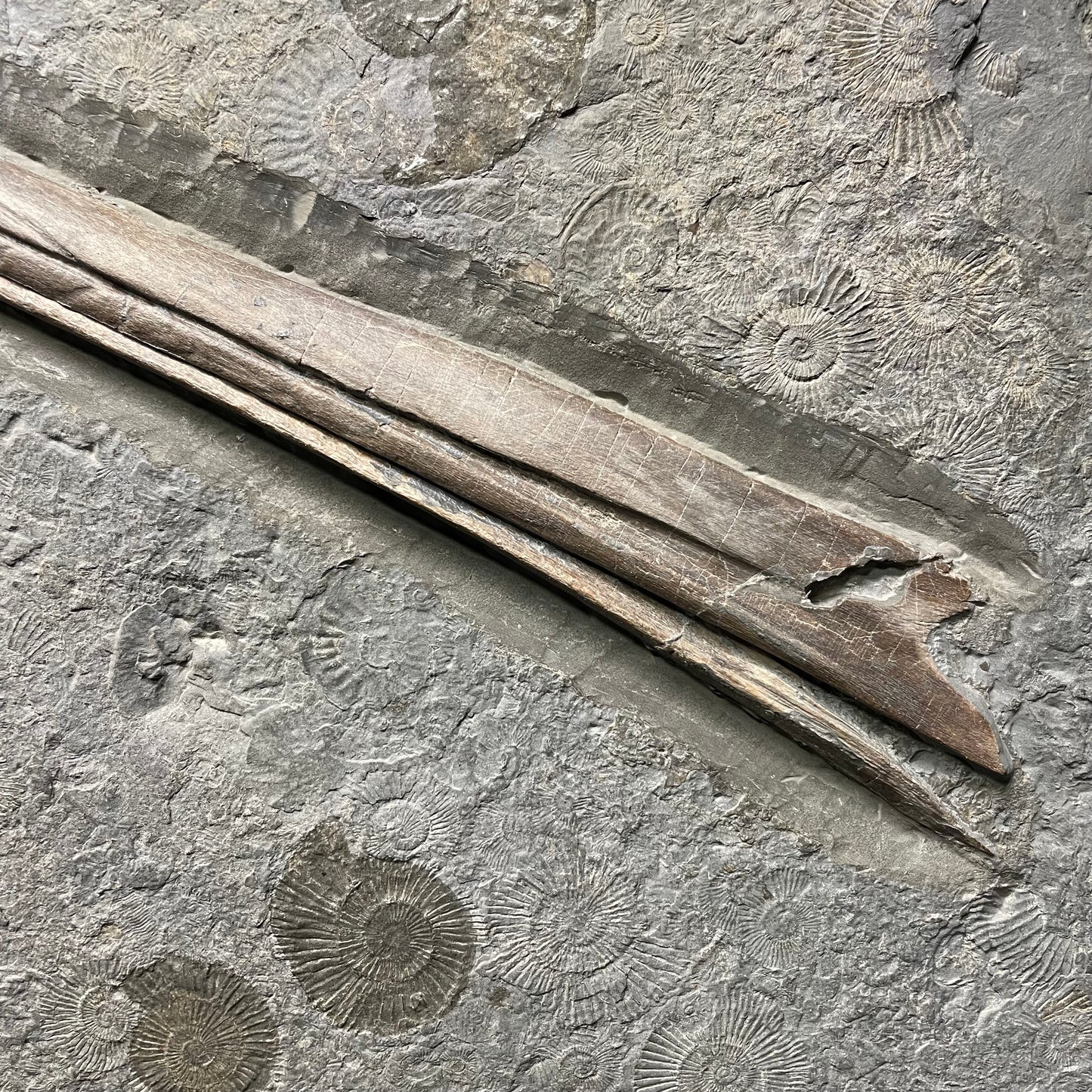 F2673 | Ittiosauro | Ichthyosauria indet.