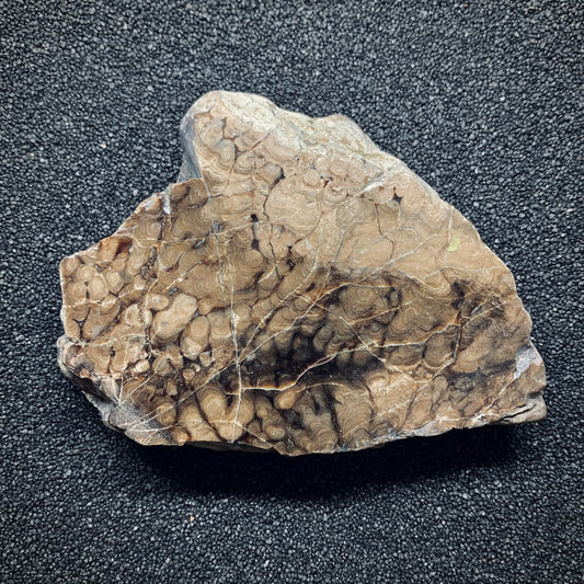 F853 | Stromatolite | Chlorellopsis coloniata